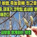 목련(신이)--고질적인 코질환인 부비동염, 과민성 비염, 만성 비염, 알레르기성 비염에 탁월한 약초 조회수 5.1천회 3년 전 이미지