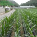 한반도면-5 이미지