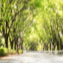 느티나무길 이미지