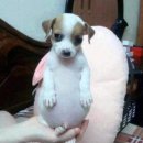 왓더퍼그