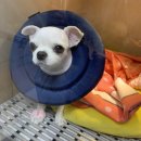 365동물병원 분당점 이미지