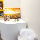 주방에 온 댕댕이 이미지