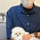 청담펫츠 이미지