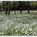 삼문송림길 이미지