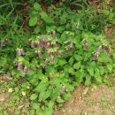 토브의 강가 이미지