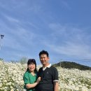 데이지 - 정선군 봉양6길 30 | 데이지