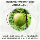 청광농장 | 홍로사과 대란! 반값 특가 16,900원 ― 오늘 주문, 내일 식탁에서