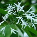 이팝나무(Chinese fringe tree) 이미지