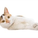 청량리 슬기 동물병원 이미지