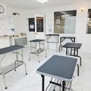 천지 애견 이미지