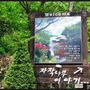 자작나무이야기 이미지