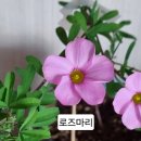 사랑초 블러드 스피넬 임브리카타텔로스 이미지