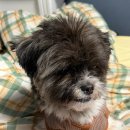 와플스토리 | 강아지 봄옷 추천, 둥이스토리 와플베어조끼 입고 견생샷 찍기!