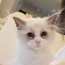 제주냐옹실 고양이미용 이미지