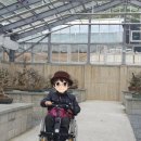 천사섬마트 | [신안 여행] 겨울에 피어나는 붉은 기적, 압해도 '1004섬 분재정원' 애기동백숲길 미리 보기(2022.12.11)