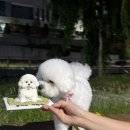 바우미우 이미지