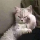 개판오분전 이미지