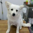 핫도그캣찹 이미지