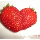 딸기약국 이미지