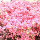 금석농장 이미지