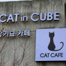 캣인큐브 이미지