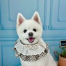 애견미용실 몽 | 탕정 애견미용실 강아지미용 몽그르르