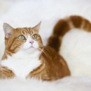 독한고양이 이미지