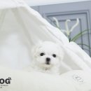 강아지분양애견분양애완견펫무료입양분양샵