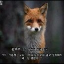 불여우 이미지