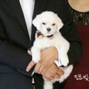 리클래식웨딩 이미지