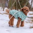 슈즈쿨 | 강아지 일회용 신발 신나라 슈즈 이번엔 성공