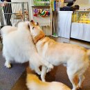 재미나개 이미지