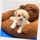 스타일 퍼피 | 시흥동강아지분양 퍼피에몽 후기