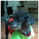 엄마손 동물병원 이미지