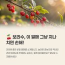 보리수 효능 부작용 영양성분 열매 요리 활용 먹는법 총정리
