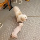 로자나