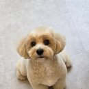 그루밍140 이미지