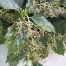 둥지식당 이미지