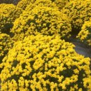 백둔리보건진료소 이미지