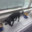 아리엘언니 이미지