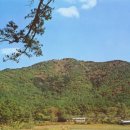 나무숲소 이미지