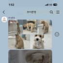 애견미용실 또이쁜댕 네이버블로그