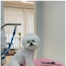 강아지 미용실 이미지