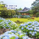 6월 제주도 가볼만한곳 제주 혼인지 수국 실시간