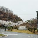 동락길 | 4월 세일cc (모카cc ) 라운딩 후기