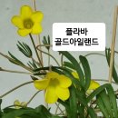 제니아이래쉬 - 동대문구 | 제니아이래쉬