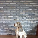 아산5호 이미지