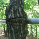 댕강댕강 이미지