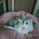 대전24시 센트럴동물병원 이미지