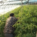 늘푸른농장2 이미지